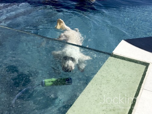 glassfloor overpool dogswimming